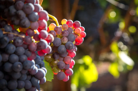 Featured image of "How is red wine made" article