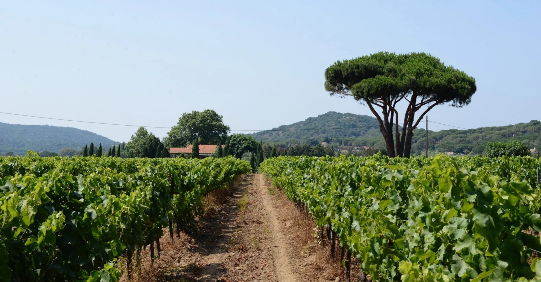 Provence vineyard at Fondugues Pradugues near Pampelonne beach, producing organic and biodynamic rosé for Canetta canned wines.
