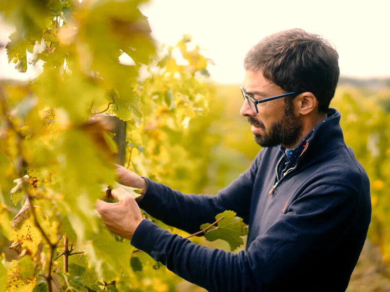Pierre-Jean in Loire Valley vineyard – winemaker of Laylo Sauvignon Blanc 2023