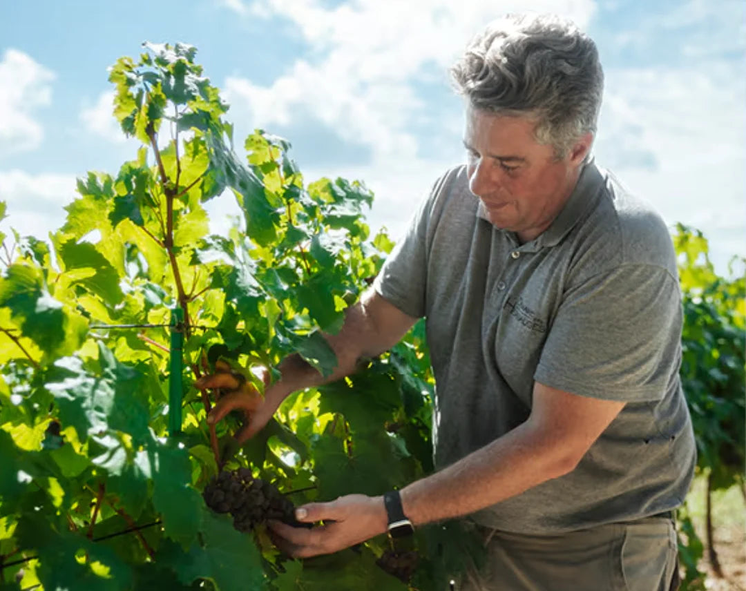 Jérôme Choblet checking grapes – winemaker of Laylo Sparkling Blanc de Blancs 2024