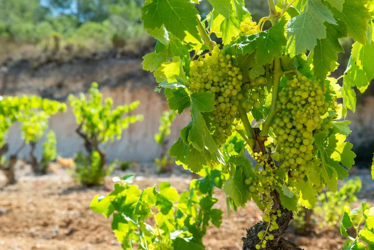 Organic vineyard at Tanca Els Ulls in Tarragona, Spain, where Canetta’s signature orange wine is produced from Cartoixà grapes.
