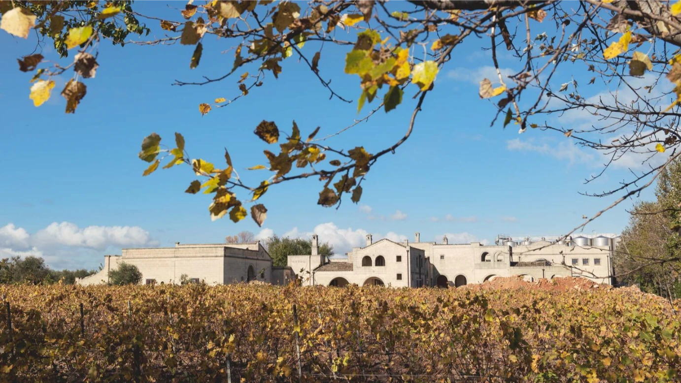 Tenuta Viglione organic winery in Puglia, partner of The Copper Crew for crafting sustainable Italian canned wines