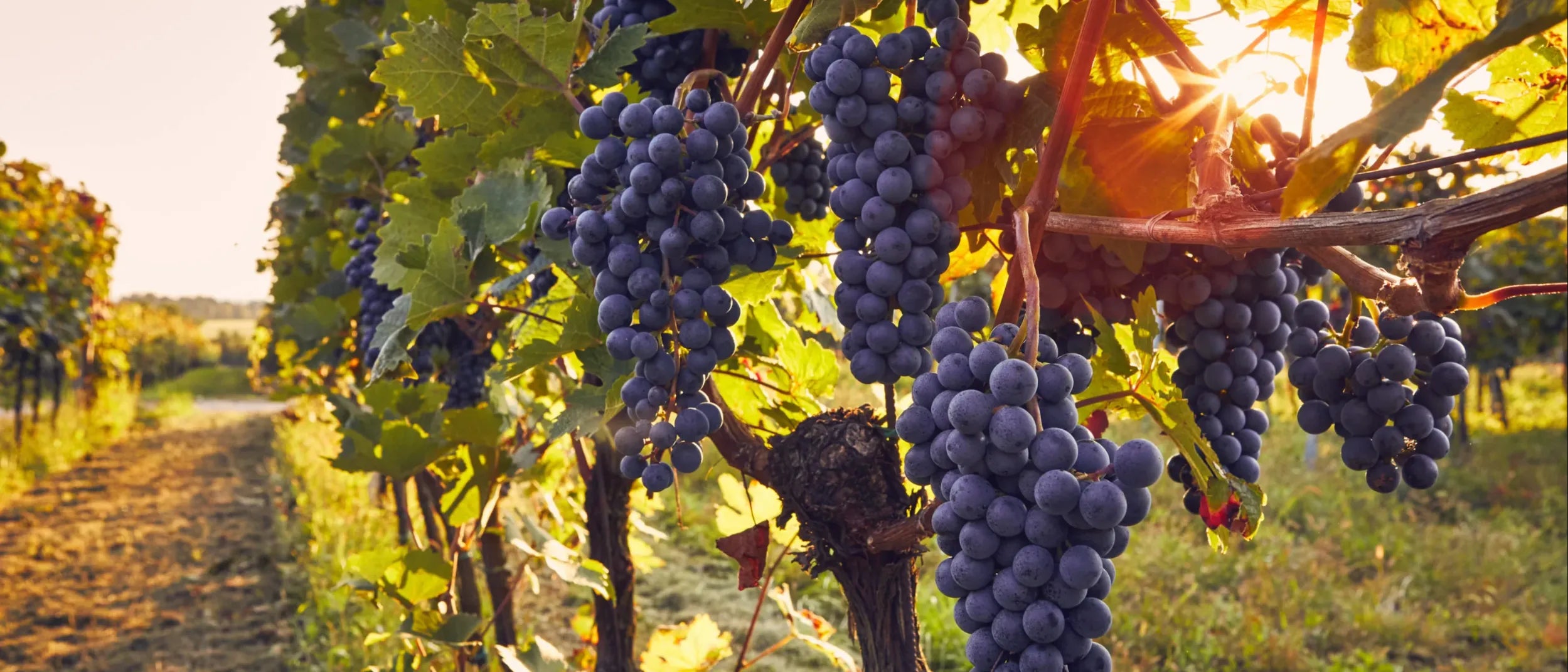Organic vineyards in Sicily’s west coast, Vinca partners with local family-run farmers to produce sustainable canned wines