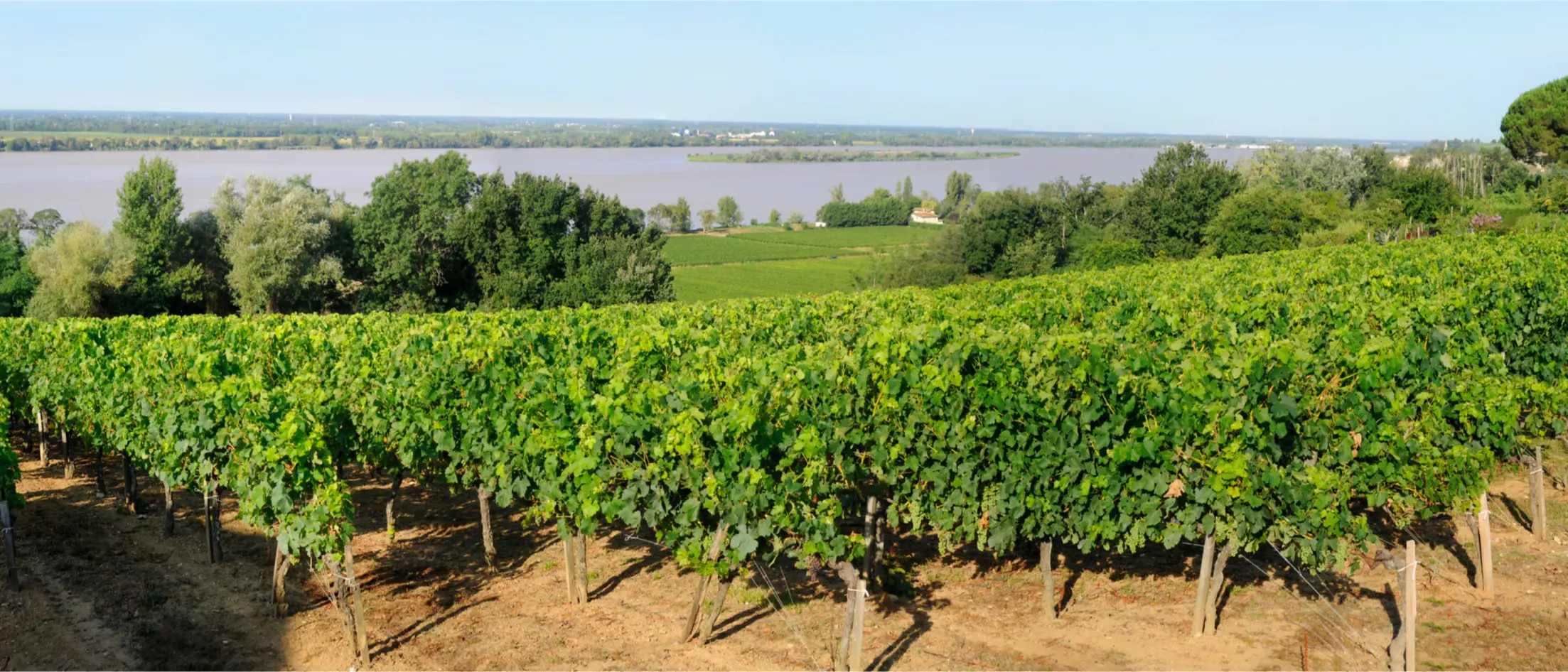 Vineyard in Côtes de Gascogne, France, renowned for producing fresh and zesty Sauvignon Blanc with citrus and gooseberry flavours, the base of Nice canned white wine.