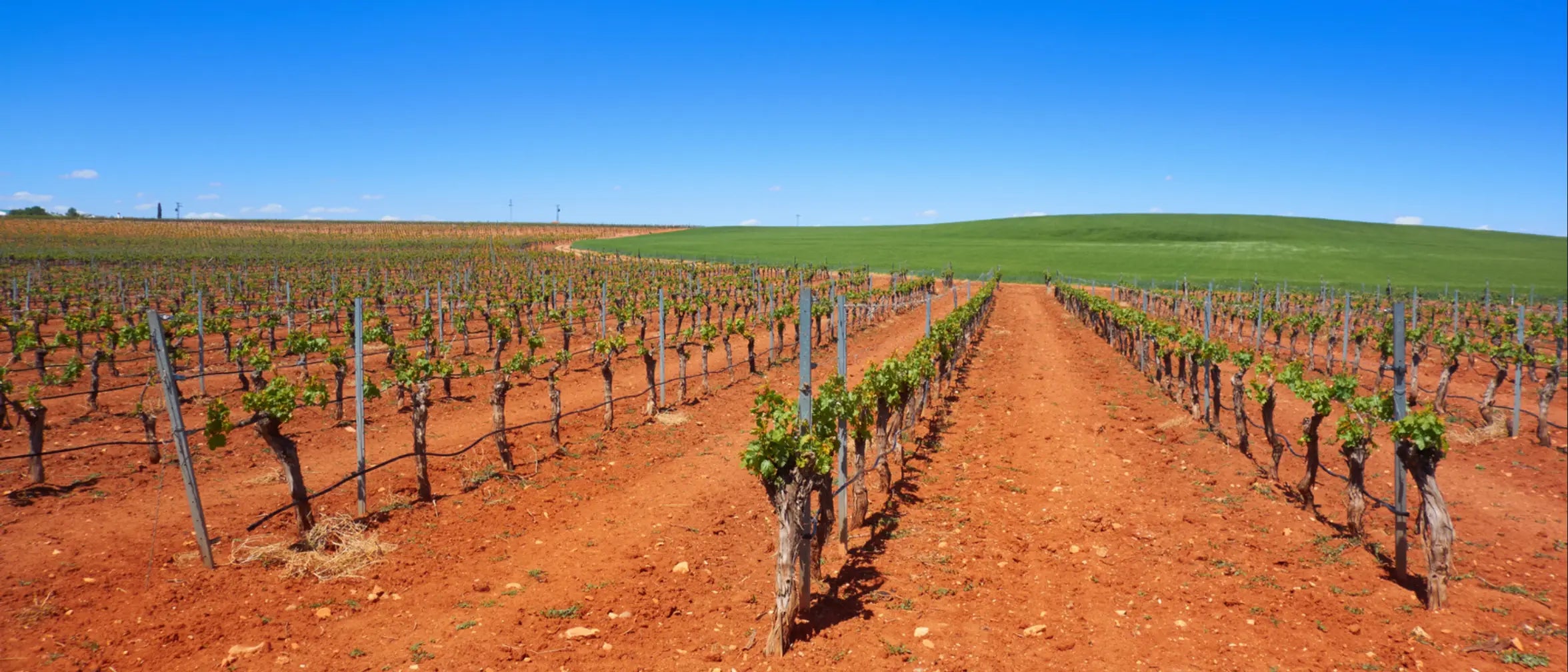 Expansive vineyards in La Mancha, Spain, the world’s largest wine region, cultivating Airén grapes for Nice Sparkling White with fresh and fruity aromas.