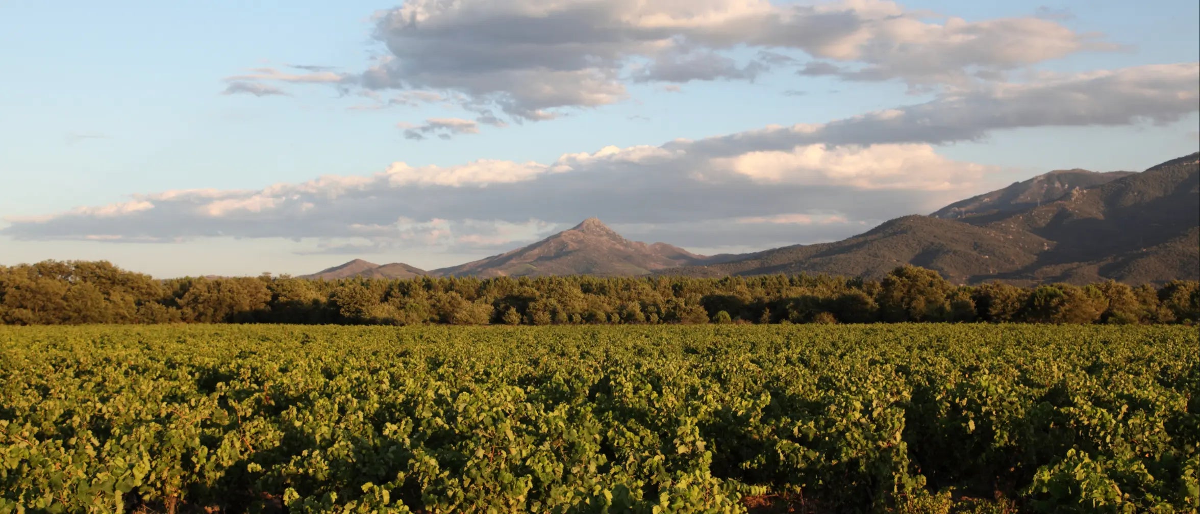 Sunlit vineyard in Languedoc, France, where Grenache grapes thrive to produce delicate, dry, and fruity rosé used in Nice Pale Rosé canned wine.