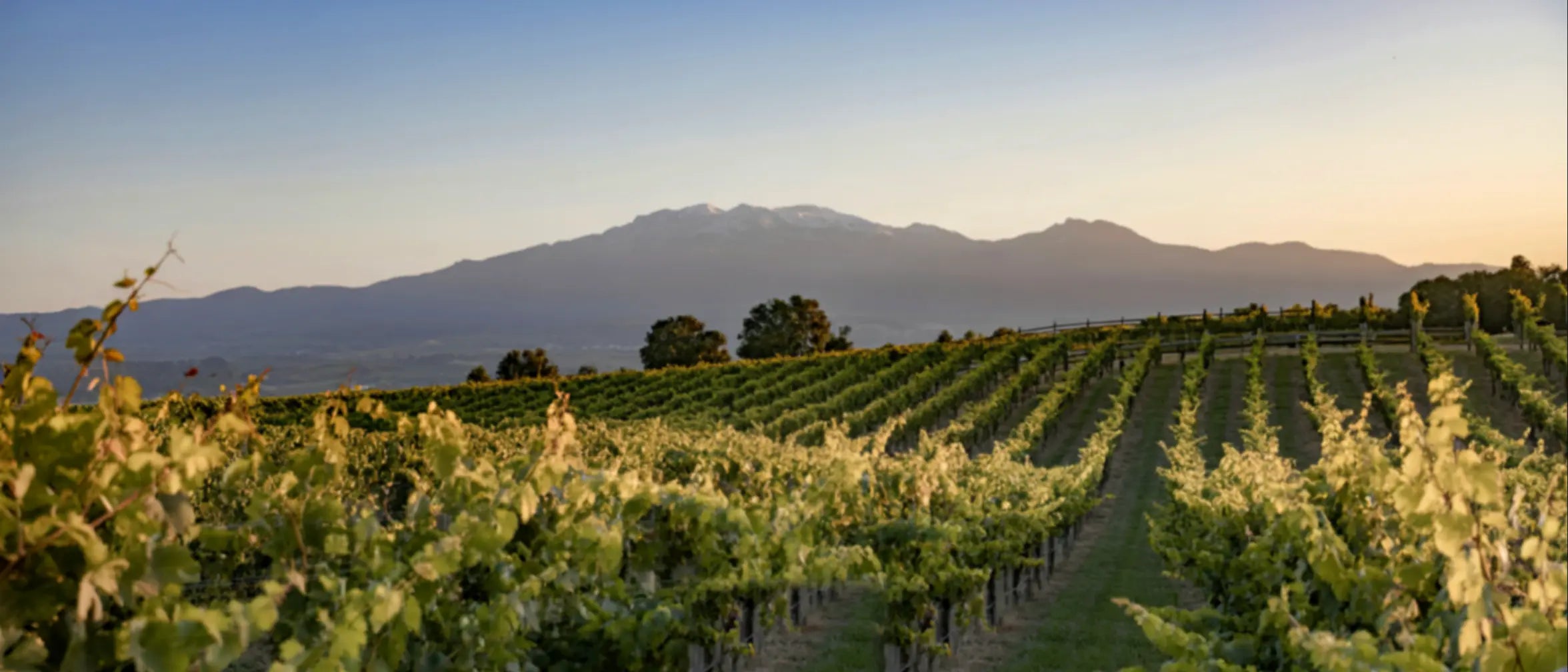 High-altitude vineyards in Mendoza, Argentina, famous for bold Malbec wines with smooth tannins and vibrant fruit, crafted into Nice canned Malbec.